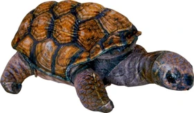 Coppenrath Nature Zoom Wild - Schildkröte 30cm
