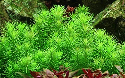 Tropica Wasserpflanzen im Becher, In-Vitro 1-2-Grow!