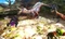 Monster Hunter 4 Ultimate (3DS) Vorschaubild