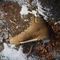 adidas Terrex Snowpitch Cold.RDY bronze strata/semi impact orange Vorschaubild