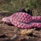 adidas Terrex Soulstride Flow GTX burgundy/core black/pink fusion (Damen) Vorschaubild