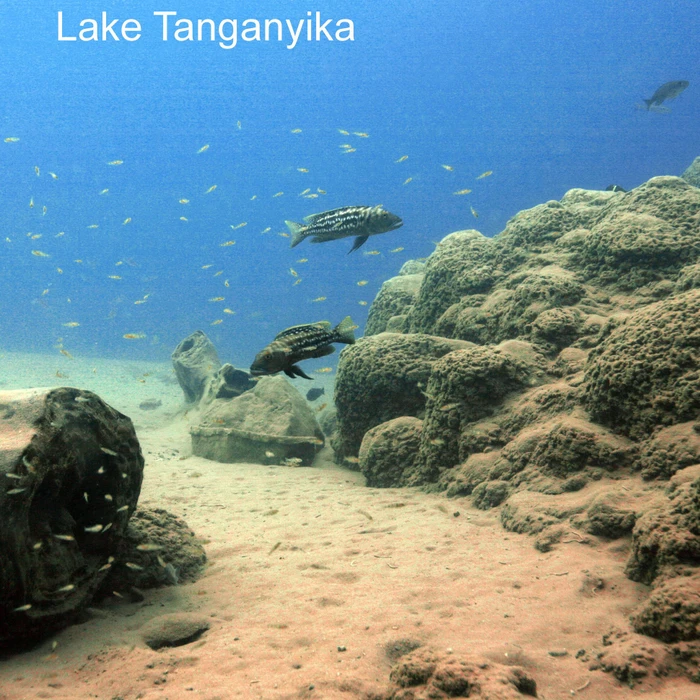 JBL Aquadur Malawi-Tanganjika, Aufhärtungssalz-Wasseraufbereiter für Malawi und Tanganjikasee-Aquarien