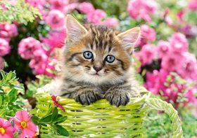 Castorland Kitten in Flower Garden