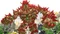 Knack 2 (PS4) Vorschaubild