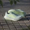adidas Supernova Prima 2 halo mint/hi-res yellow/cloud white (Damen) Vorschaubild