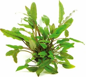 Dennerle Becketts Wasserkelch - Cryptocoryne beckettii getopft