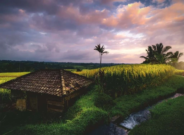 Ravensburger Puzzle Reisfelder im Norden von Bali