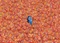 Clementoni Impossible Finding Nemo Vorschaubild