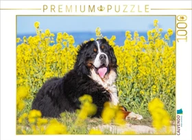 Calvendo Berner Sennenhund auf dem Weg durch die Rapsfelder