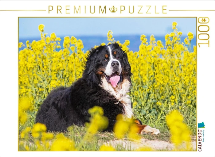 Calvendo Berner Sennenhund auf dem Weg durch die Rapsfelder
