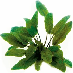Dennerle Brauner Wasserkelch - Cryptocoryne wendtii Braun getopft