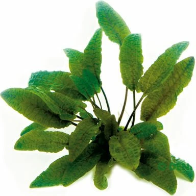 Dennerle Brauner Wasserkelch - Cryptocoryne wendtii Braun getopft