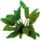 Dennerle Brauner Wasserkelch - Cryptocoryne wendtii Braun getopft
