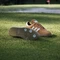 adidas Samba Spikeless Golf rustic orange/cloud white/gum Vorschaubild