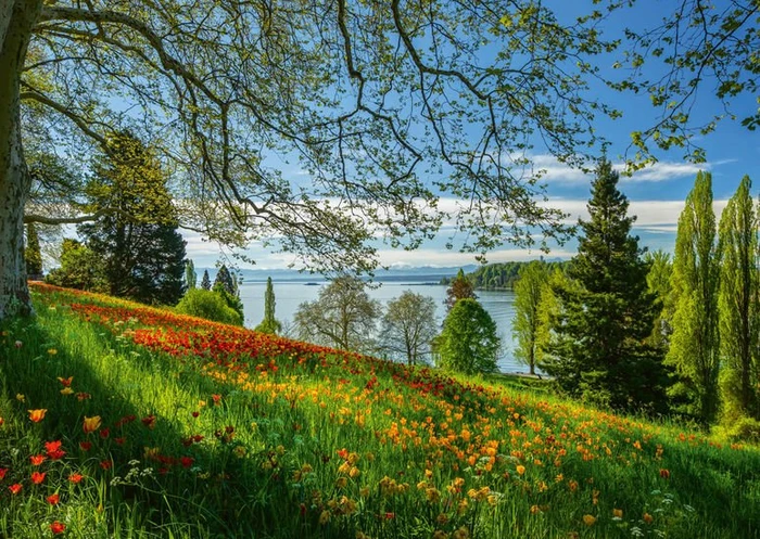 Schmidt Spiele Frühlingsallee zur Tulpenblüte Insel Mainau