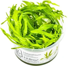 Tropica Wasserpflanze In-Vitro 1-2-Grow! Helanthium Quadricostatus