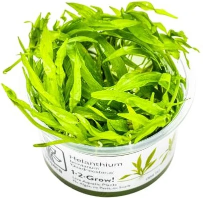 Tropica Wasserpflanze In-Vitro 1-2-Grow! Helanthium Quadricostatus