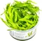 Tropica Wasserpflanze In-Vitro 1-2-Grow! Helanthium Quadricostatus Vorschaubild