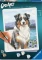 Ravensburger Malen nach Zahlen CreArt Australian Shepherd Merlin Vorschaubild