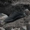 adidas Terrex Eastrail 3 core black/carbon/grey four (Herren) Vorschaubild