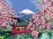 Ravensburger Malen nach Zahlen CreArt Leinwand Japanische Kirschblüten Vorschaubild