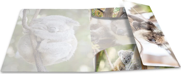 Herma Glossy Tiere Sammelmappe, A3, Koala