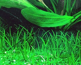 Tropica Wasserpflanze In-Vitro 1-2-Grow! Littorella Uniflora