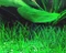 Tropica Wasserpflanze In-Vitro 1-2-Grow! Littorella Uniflora Vorschaubild