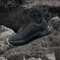 adidas Terrex Eastrail 3 carbon/core black/semi flash aqua (Damen) Vorschaubild