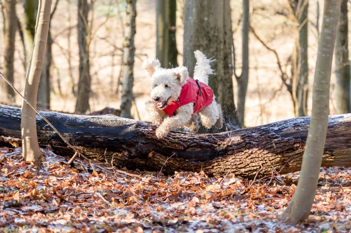 Trixie Vimy Regenmantel für Hunde, rot, 40cm