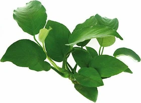 Dennerle Breitblättriges Speerblatt - Anubias barteri var. barteri getopft
