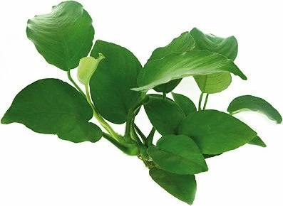 Dennerle Breitblättriges Speerblatt - Anubias barteri var. barteri getopft