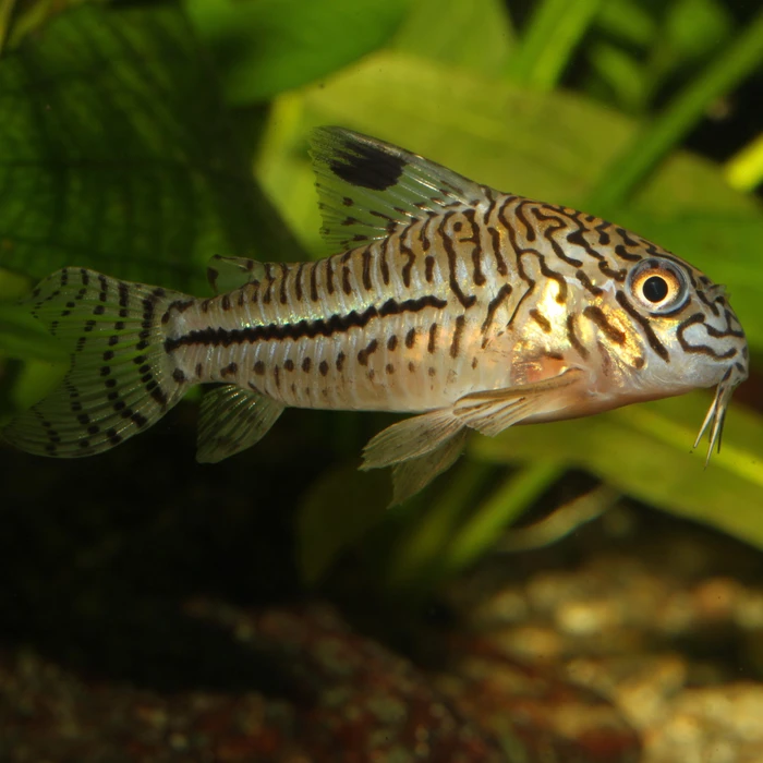 JBL PRONOVO Corydoras Tab M, Hauptfutter-Tabletten für Panzerwelse von 1-20cm, 58g, 100ml