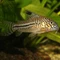 JBL PRONOVO Corydoras Tab M, Hauptfutter-Tabletten für Panzerwelse von 1-20cm, 58g, 100ml Vorschaubild