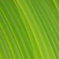 Fiberlogy REFILL Easy PET, light green transparent, Rolle, 1.75mm, 850g