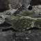 adidas Terrex Skychaser AX5 Gore-Tex olive strata/night cargo/tent green (Damen) Vorschaubild