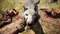 Far Cry Primal (PC) Vorschaubild