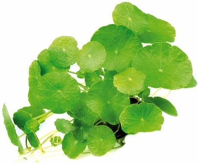 Dennerle amerikanischer Wassernabel, Hutpilzpflanze - Hydrocotyle verticillata