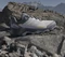 adidas Terrex Skychaser Ax5 off white/matte silver/grey three (Herren) Vorschaubild