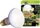 Exo Terra Reptile Daylight Basking Spot, Neodym Tageslichtlampe, 50W (PT2131)