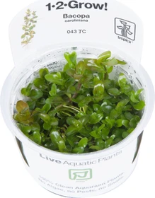 Tropica Wasserpflanze In-Vitro 1-2-Grow! Bacopa Caroliniana