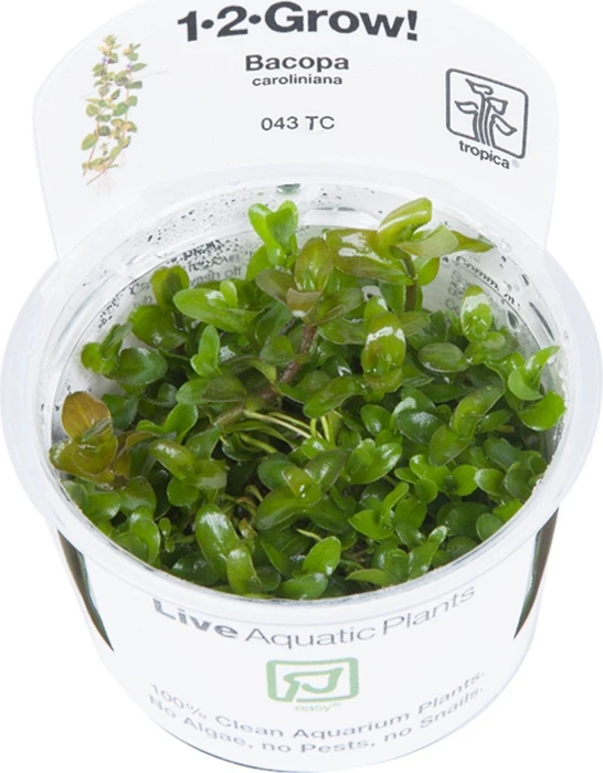 Tropica Wasserpflanzen im Becher, In-Vitro 1-2-Grow!
