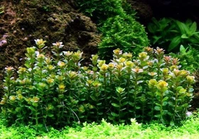 Tropica Wasserpflanze In-Vitro 1-2-Grow! Rotala Bonsai