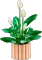LEGO Botanicals - Friedenslilie Vorschaubild