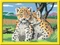 Ravensburger Malen nach Zahlen Kleine Leoparden Vorschaubild