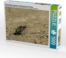 Calvendo Feldsandläufer (Cicindela campestris) bei der Paarung