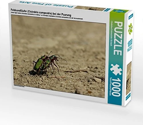 Calvendo Feldsandläufer (Cicindela campestris) bei der Paarung