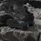 adidas Terrex Skychaser Tech Mid GTX core black/grey one/grey five Vorschaubild