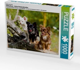 Calvendo Ein Motiv aus dem Kalender Chihuahuas - kleine Herzensbrecher
