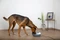 Kerbl Trinkbrunnen Classic Pet Fountain, 1.75l, weiß/grau Vorschaubild